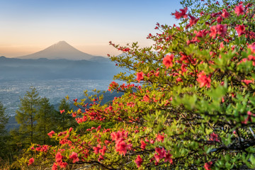 Obrazy na Szkle  Japanese Azalea flower and Mountain Fuji in spring season. Azalea or Tsutsuji - Spring Flowers in Japan