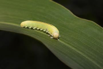The big green caterpillar on a leaf