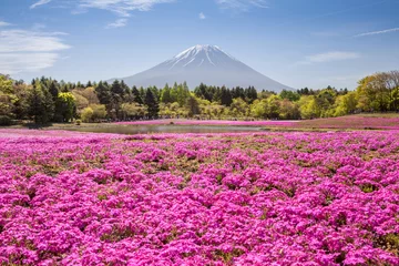 Cercles muraux Mont Fuji Montagne Fuji et champ de mousse rose au printemps..