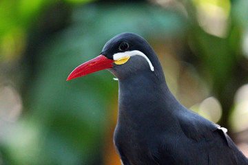 Head Shot of an Inca Tern Bird with a colorful natural background.