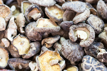 Dried mushroom in plastic bag for sell.