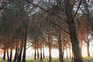 Bosque de pinos1
