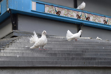 Palomas blancas. 