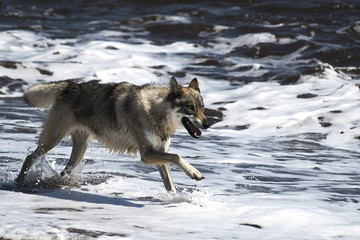 Loup qui court, espèce protégée
