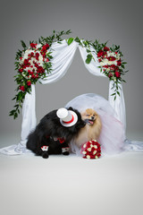 dog wedding couple under flower arch