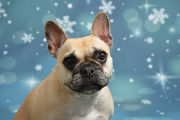 Französische Bulldogge zu Weihnachten