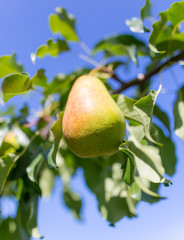 ripe pear on a tree branch in the garden