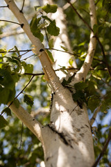 branches of birch with white bark in nature
