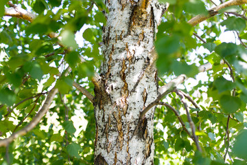 branches of birch with white bark in nature