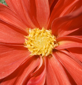 花　素材