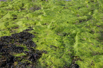 Green Algae and Seaweed on a Beach
