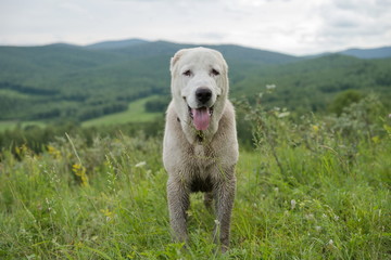Молодой кобель Алабай (9 мес.) стоит на холме, на фоне лесистых гор.