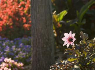 花　後ろ向き