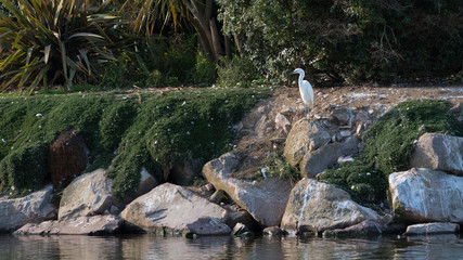 Le heron