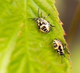 two beetles on a green leaf in nature