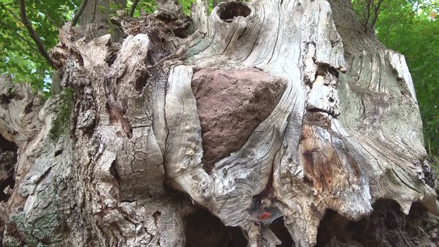 Baumwurzel w&auml;chst um Stein herum, Knorriger Eichenbaum im Spessart