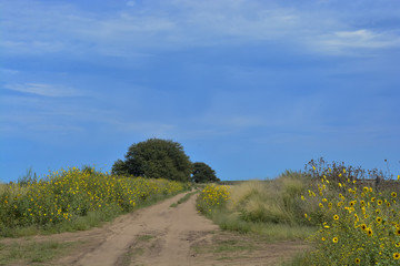 Fototapeta na wymiar Pampas Landscape