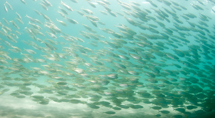 A school of Scad fish under a pier