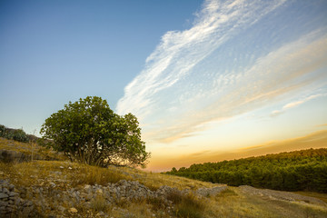Fototapeta na wymiar Fig Tree on a Hill with Dry Grass at Sunset. Murge, Apulia, Italy