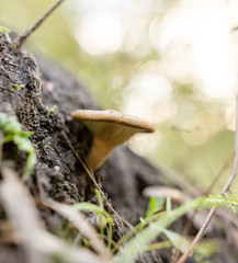 inedible mushroom in the woods in nature