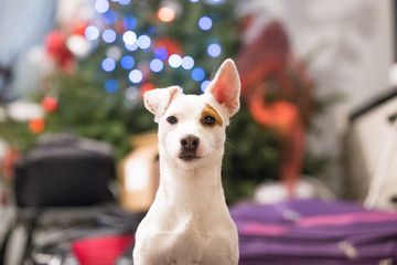 Jack Russel terrier  © Katarzyna