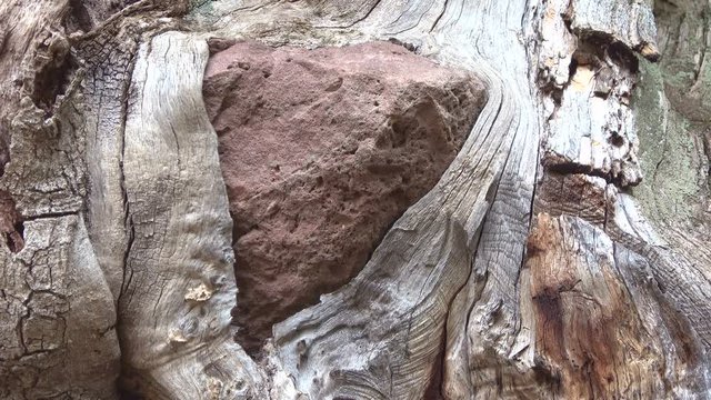 Baumwurzel w&auml;chst um Stein herum, Knorriger Eichenbaum im Spessart