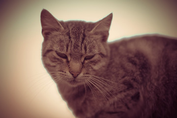 gray cat lies on a bench