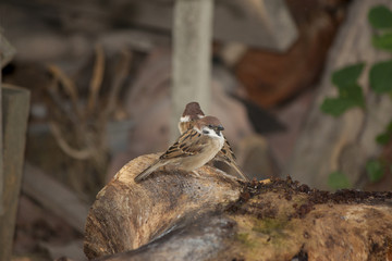 Two wren bird on a wooden stick.