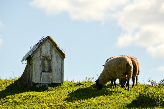Cheeps in a green field