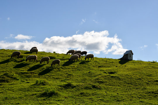Cheeps in a green field