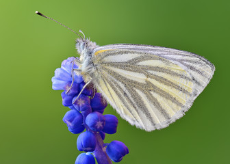 Green Veined White (Pieris napi) polish butterfly macro on Blue Muscari Mill flower in the spring, Natural soft light focus stack outdoor
