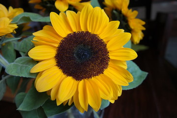 sunflower