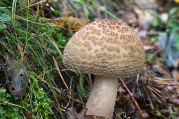 toadstool in forest closeup