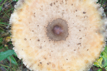parasol mushroom in forest closeup