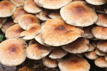 cluster of sulphur tuft (Hypholoma fasciculare )