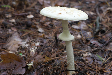 toadstool in forest closeup