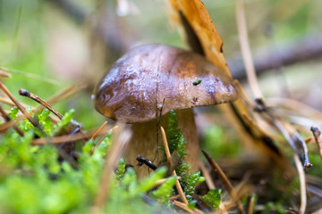 Close-up photo of a mushroom with drops of dew on moss and between a needle in a forest in an day with a blurred background