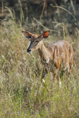Nyala South Africa
