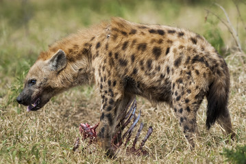 Hyena South Africa