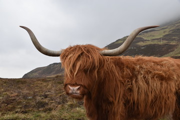 Bò Ghàidhealach