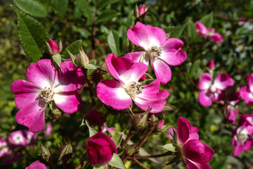 Fototapeta na wymiar dog rose (Rosa sect. Caninae)