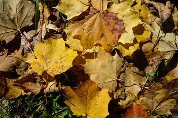 Naklejka na ściany i meble Autumn leaves lying on the ground, Bavaria, Germany, Europe