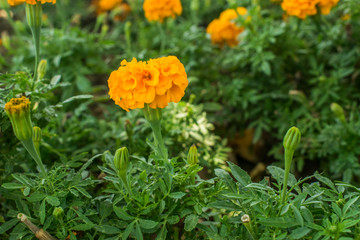 orange flower beauty background