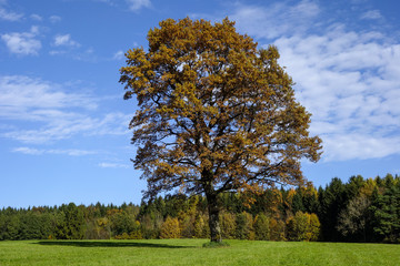Oak Tree in Autumn