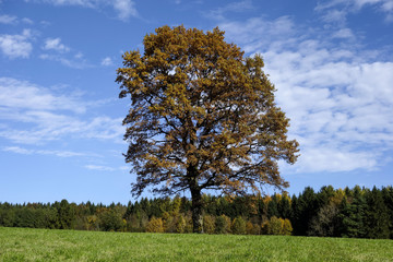 Oak Tree in Autumn