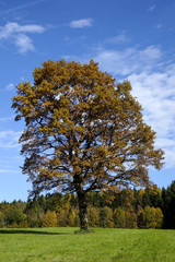 Fototapeta na wymiar Oak Tree in Autumn