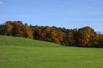 Fototapeta na wymiar Forest in Autumn
