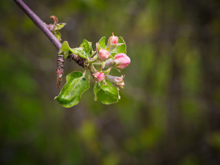 Opening buds of apple-tree flowers. Summer background. Spring. Flowering branch