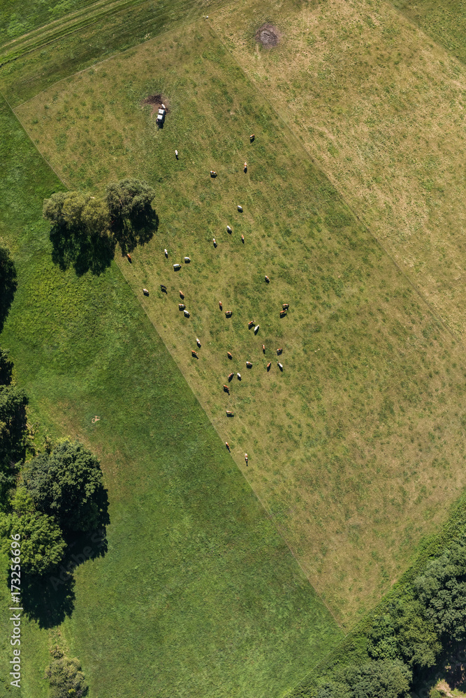 Wall mural aerial view of the cows herd