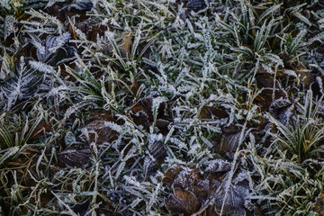 Cold Winter Day in the Nature